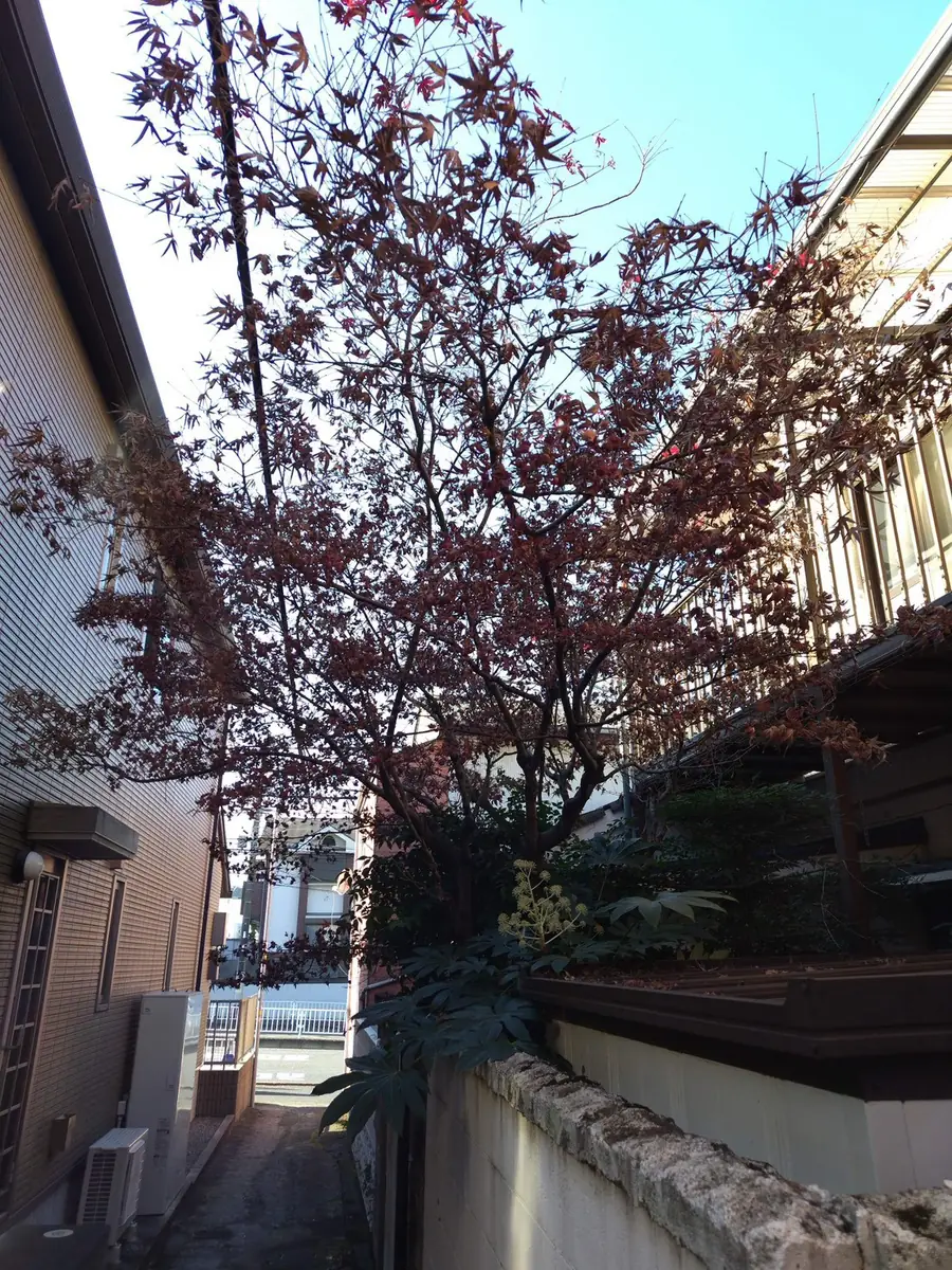 庭手入れ前