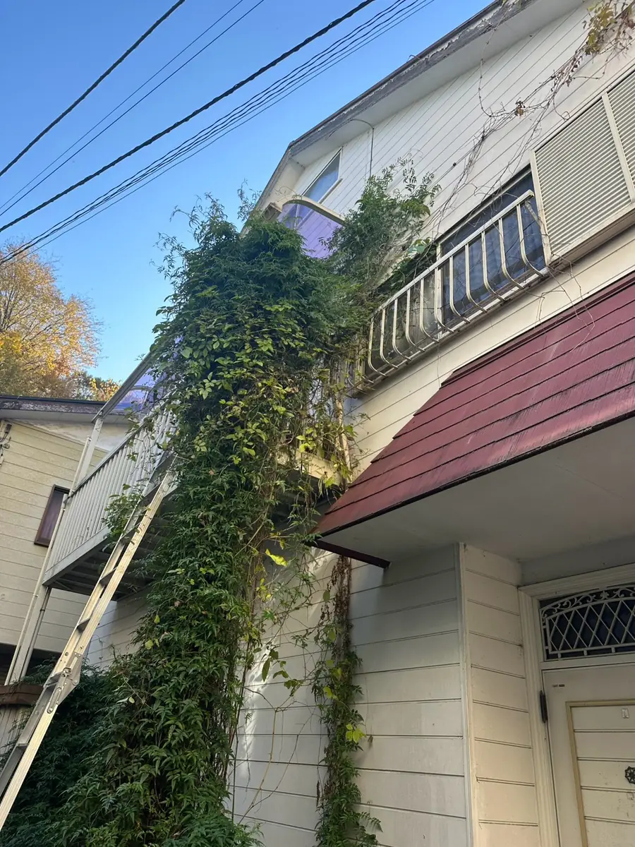 外壁まで伸びたつる草の撤去前